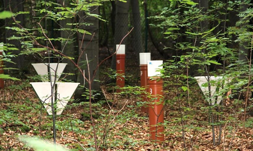 Bild: Auch der herbstliche Laubfall wird in den landesweit 15 Waldmessstationen der Landesforstanstalt wissenschaftlich korrekt erfasst