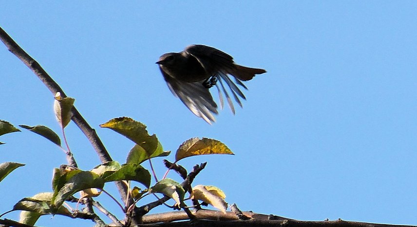 Bild: Herbstlicher Flugk&uuml;nstler auf dem Petersberg