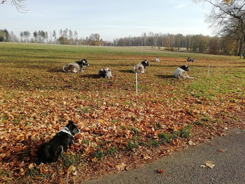 Bild: So l&auml;sst sich der Herbst aushalten - milde war es heute morgen auch in Sophienhof
