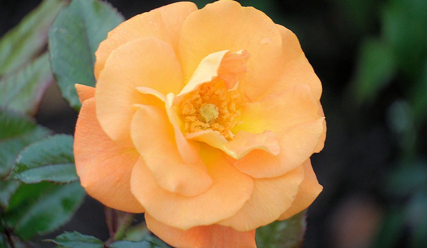Bild: Saisonabschluss im Rosarium