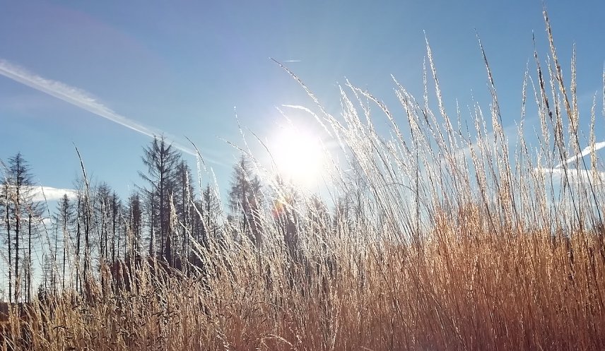 Bild: Im Harz (Sophienhof) herrscht eitel Sonnenschein, w&auml;hrend es in den Niederungen lange neblig bleibt