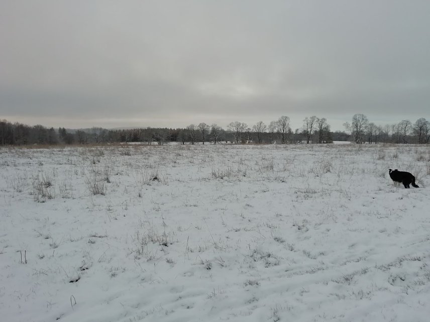Bild: Minus 2 Grad, leichter Wind und gute 2 Zentimeter Schnee gab es heute morgen in Sophienhof