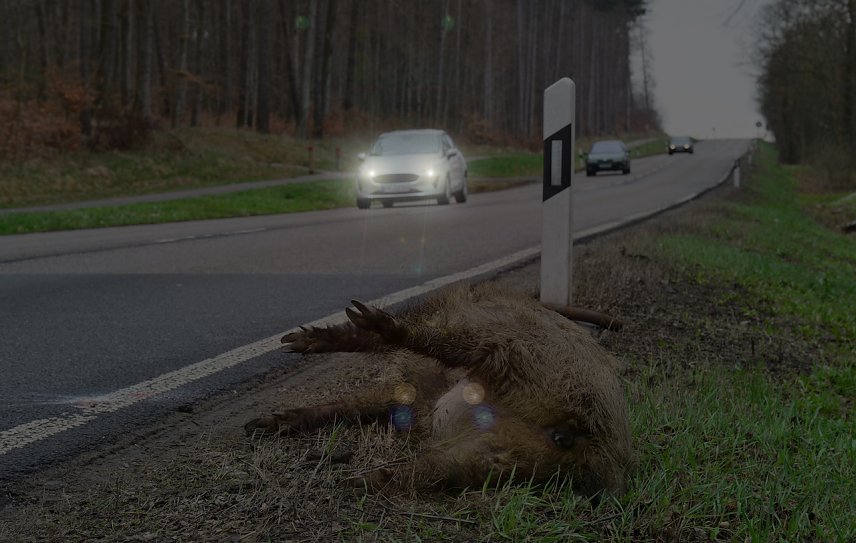 Bild: In der dunklen Jahreszeit m&uuml;ssen Autofahrer beim Durchfahren von Wald- und Feldgebieten stets erh&ouml;hte Aufmerksamkeit zeigen: Pl&ouml;tzliche Wildwechsel sind m&ouml;glich!
