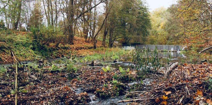 Bild: Die Zorge im Nordh&auml;user Stadtpark am 09. November