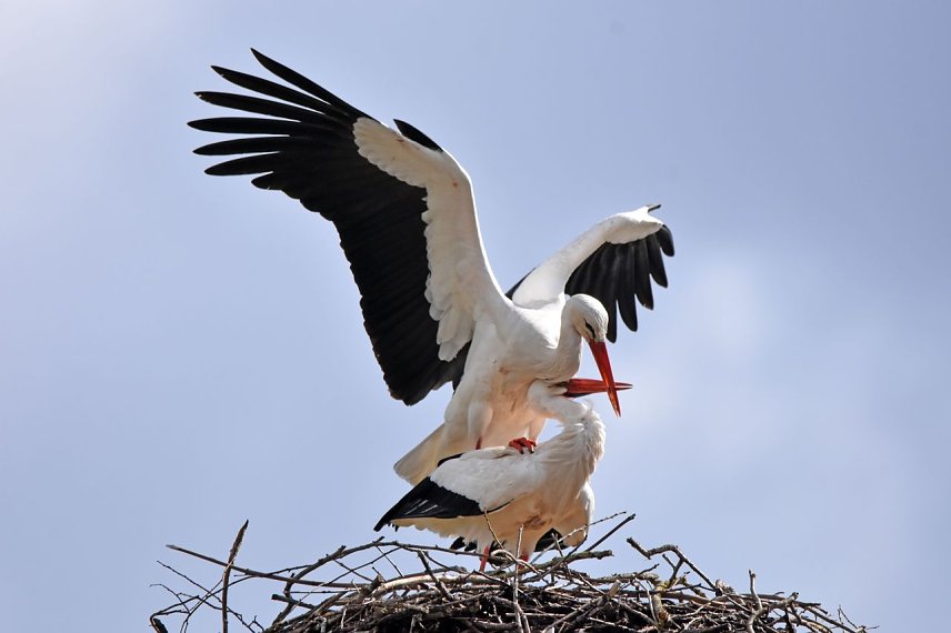 Bild: W&auml;hrend des Nestbaus erfolgen t&auml;glich mehrere Paarungen zur Befruchtung der Eier, hier fotografiert am Nest in Bad Salzungen. 