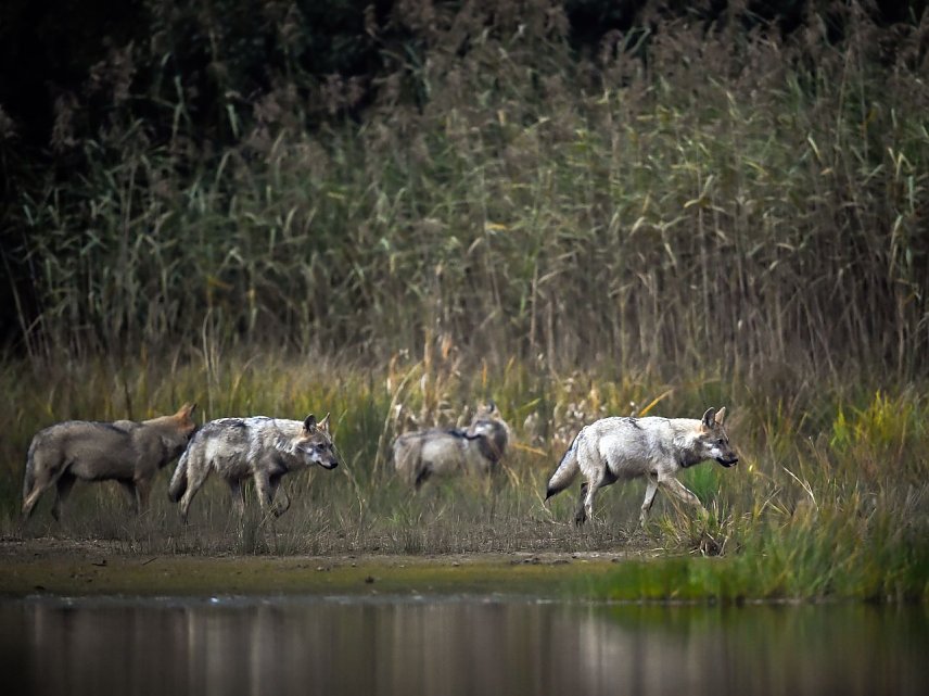 Bild: Wolfsrudel