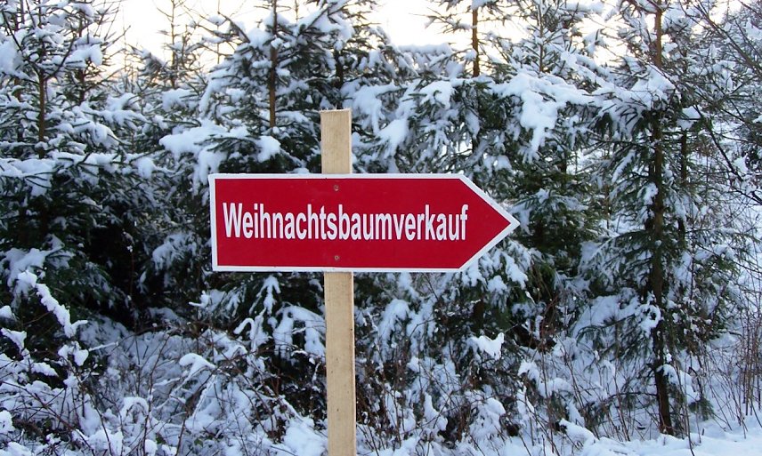Bild: Weihnachtsb&auml;ume zum Selbstschlagen in W&auml;ldern der Region