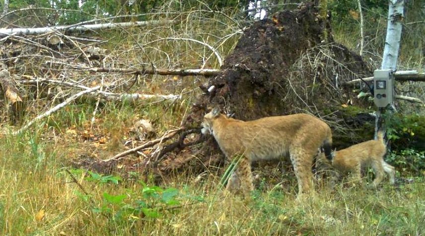 Bild: Von einer Wildkamera beobachte Luchse im Landkreis Nordhausen