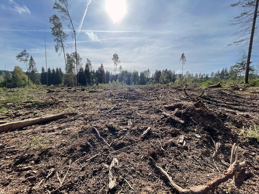 Bild: Kahlschlag im Wald