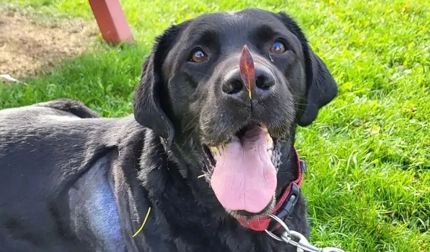 Bild: Der Labrador-R&uuml;de Ringo sucht ein neues Zuhause 