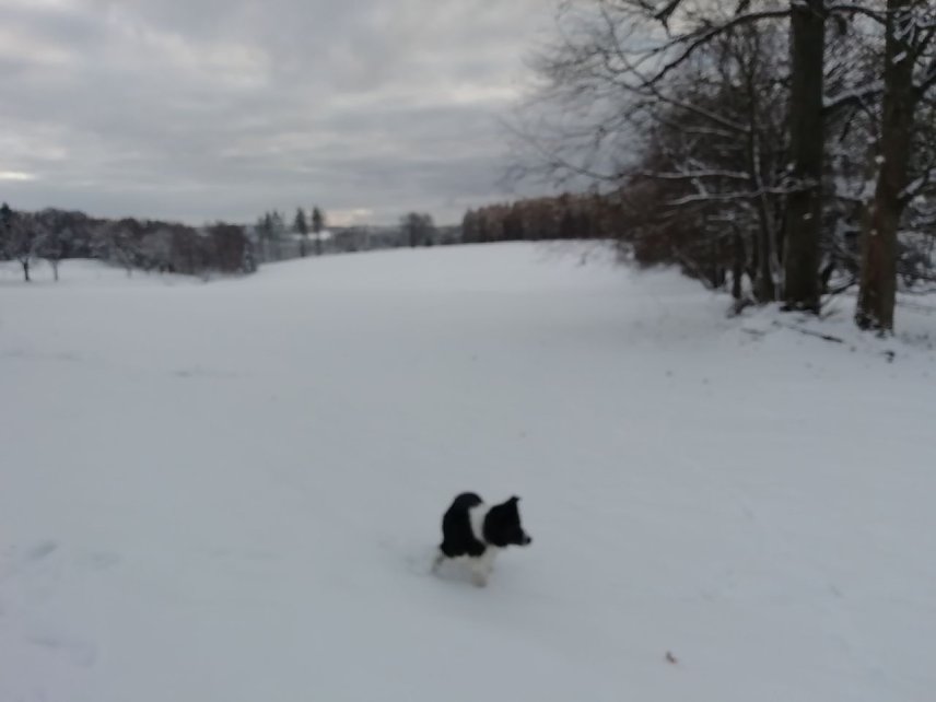 Bild: Wolkenverhangen, grau und frostig zeigte sich das Wetter heute morgen in Sophienhof