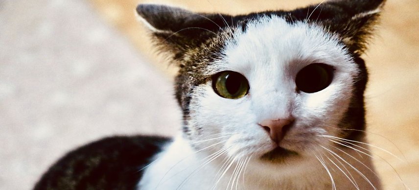Bild: Ein Besuch im Katzenhaus