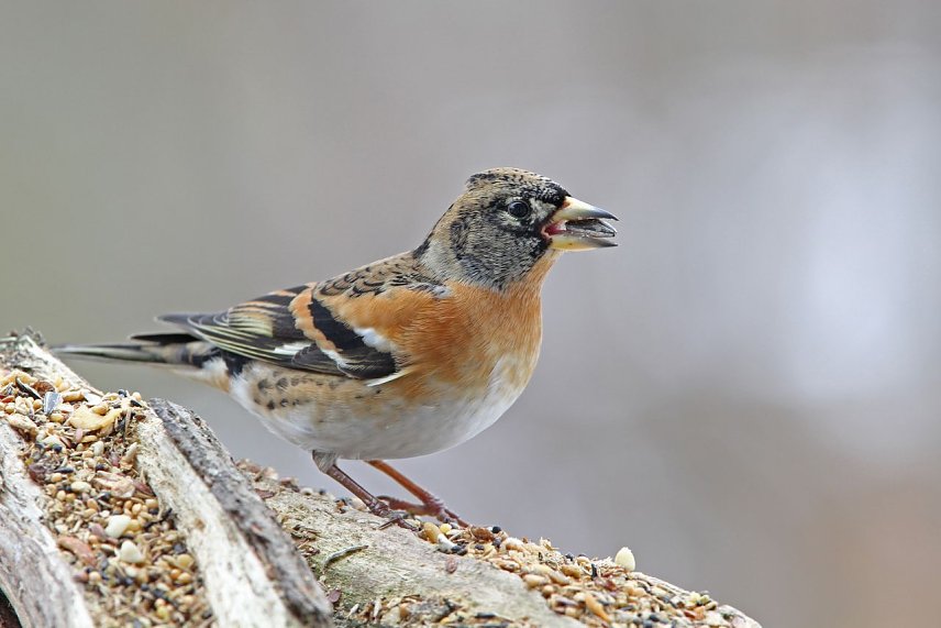 Bild: Die Stunde der Winterv&ouml;gel schl&auml;gt wieder ab kommenden Freitag