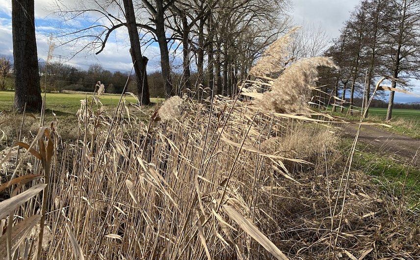 Bild: Die Temperaturen bleiben weiter wenig winterlich