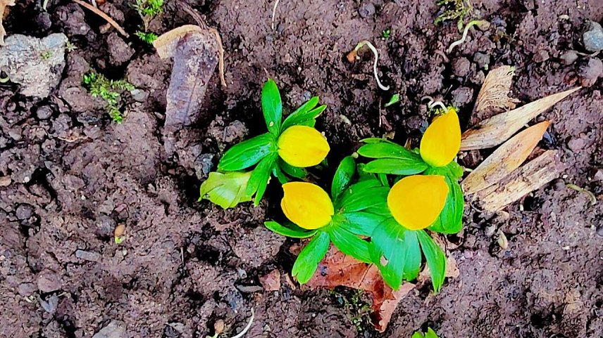 Bild: Erste Winterlinge stecken am Zorgeufer ihre K&ouml;pfe aus dem Boden