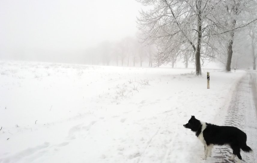 Bild: Sophienhof meldet heute Morgen -2 Grad, Nebel und leichten Wind 