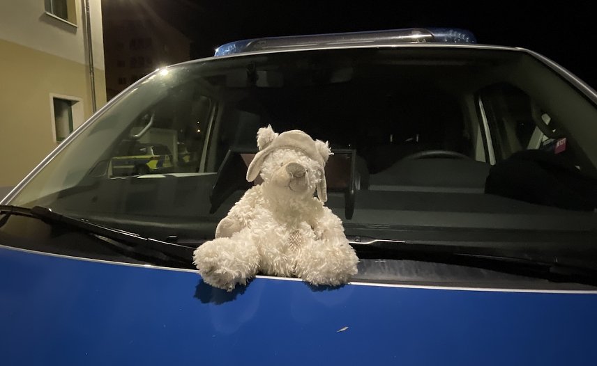 Bild: Sucht dringend seinen Besitzer: Teddy