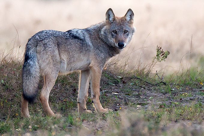 Bild: Wolf auf dem Truppen&uuml;bungsplatz Munster Nord 