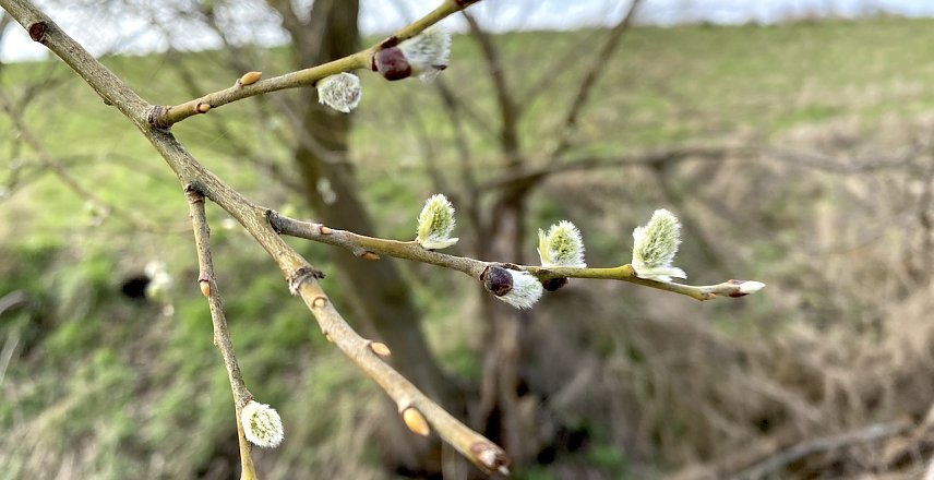 Bild: Weiter mild und windig