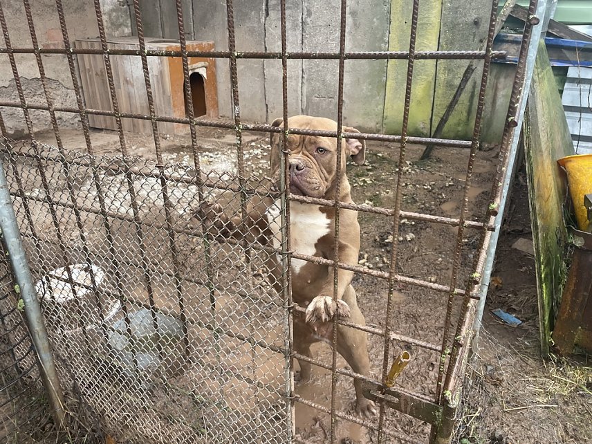 Bild: Untragbare Zust&auml;nde bei einem Hundehalter in Werther im Januar