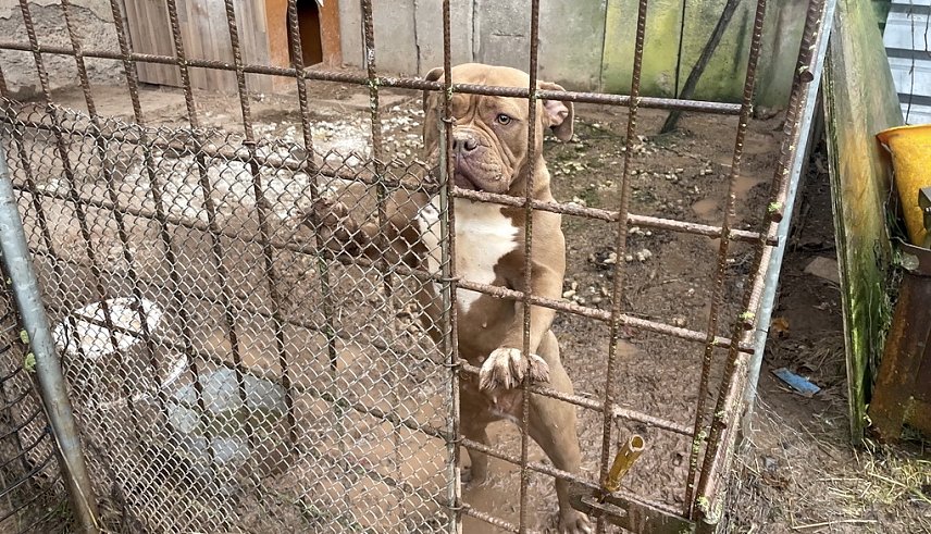 Bild: Ein neuer Fall von Tierqu&auml;lerei im Landkreis ereignete sich in Werther