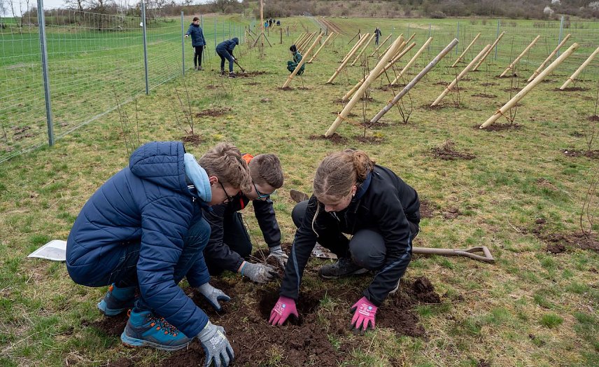 Bild: Sch&uuml;lerinnen und Sch&uuml;ler der Freien Gemeinschaftsschule Sondershausen pflanzen B&auml;ume f&uuml;r die Wildkatze