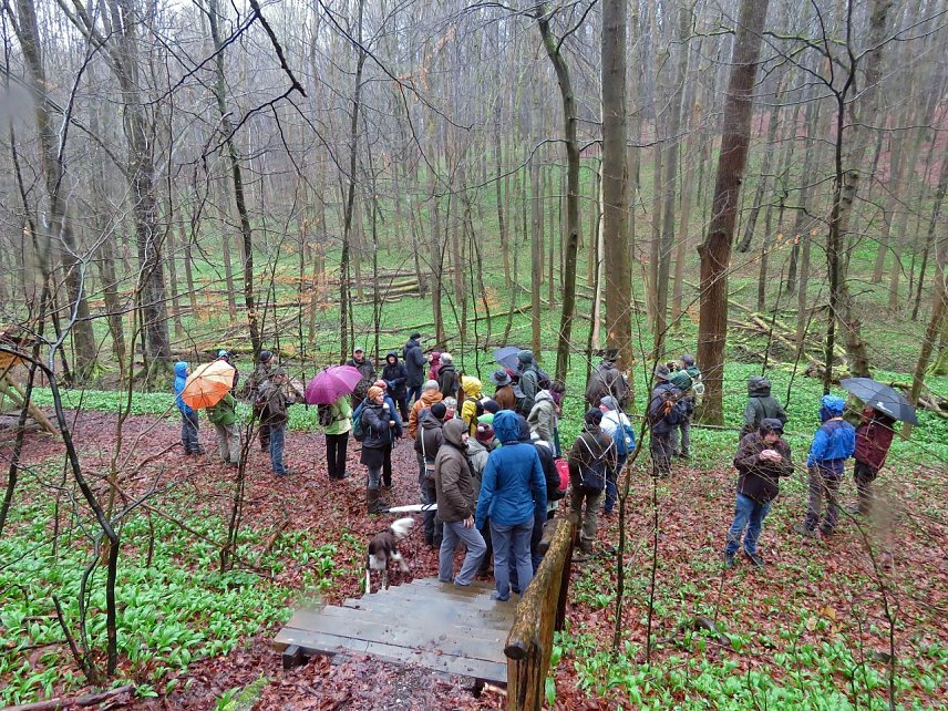 Bild: Abgerundet wurde die Tagung am Sonntagvormittag mit einer Exkursion in die alten Buchenw&auml;lder des Nationalparks. 