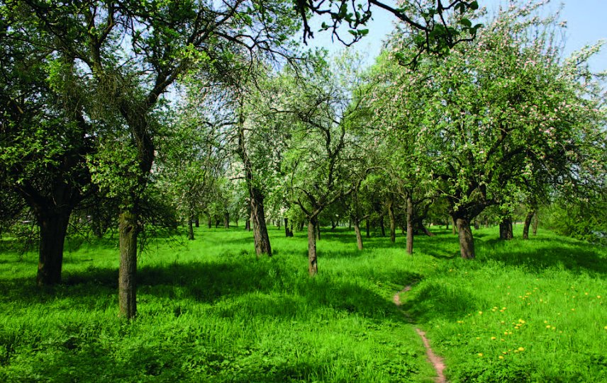 Bild: Eine Wanderung &uuml;ber die Streuobstwiese lohnt sich auch im Fr&uuml;hling