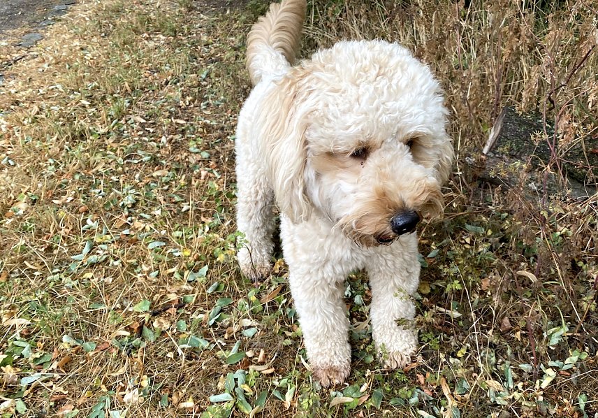 Bild: Labradoodle-Welpe