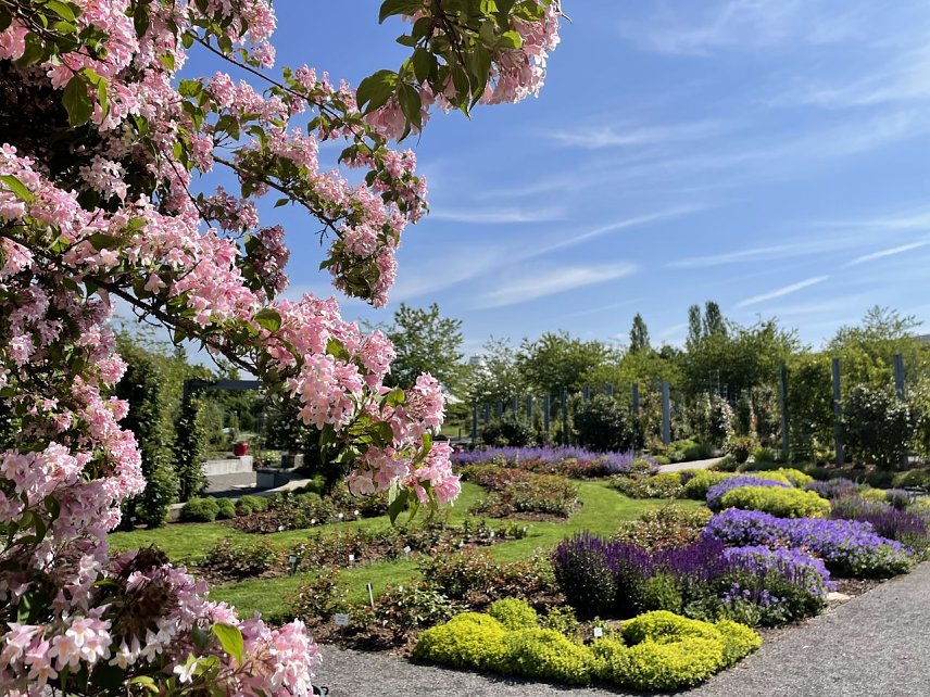 Bild: Im Europa-Rosarium freut man sich auf die Er&ouml;ffnung der Jubil&auml;umssaison im Mai
