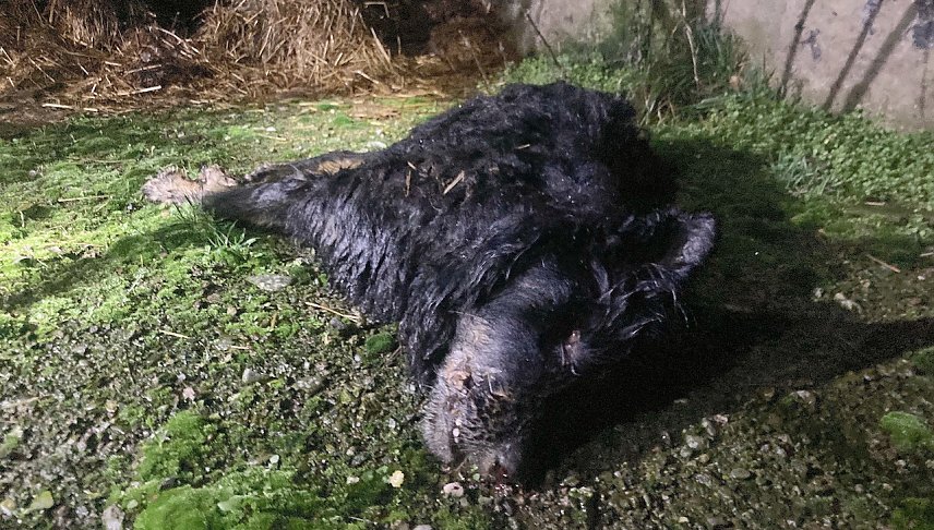 Bild: Hunde lebten in katastrophalem Zustand in Lipprechterode
