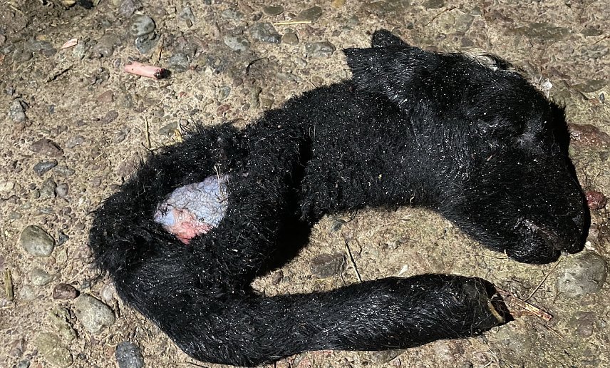 Bild: Tote L&auml;mmer dienten als Hundefutter