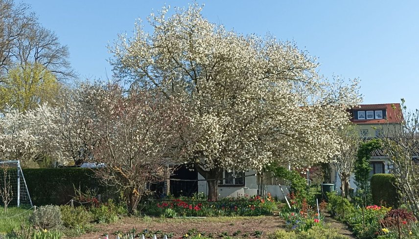 Bild: Leipolds garten in voller Bl&uuml;te