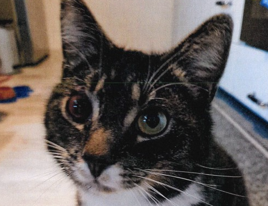 Bild: Kater "Penny" wurde durch eine Schuss am Auge verletzt