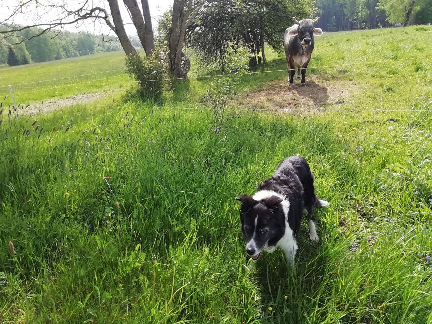 Bild: In Sophienhof genie&szlig;en auch die Vierbeiner das vorsommerliche Wetter