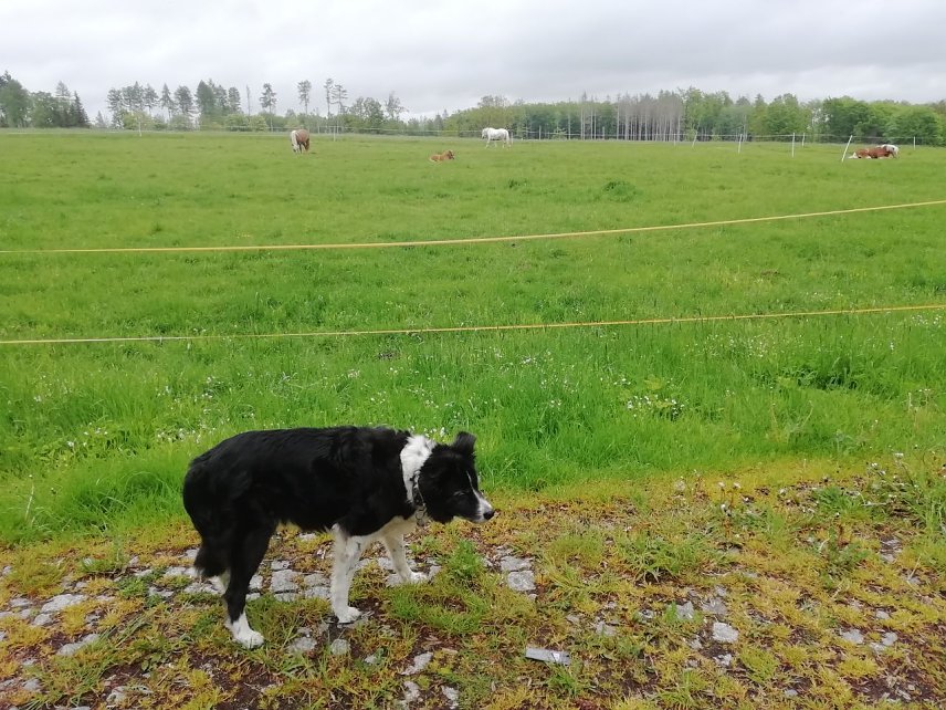 Bild: F&uuml;r unsere Wetterh&uuml;ndin Cira war der Spaziergang in Sophienhof heute nicht so angenehm wie zuletzt: 13 Grad bei leichtem Wind und sich anbahnendem Regen 