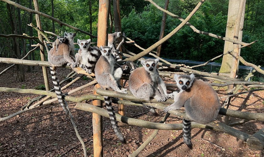 Bild: Kattas erkunden das neue Kletterger&uuml;st im Affenwald Strau&szlig;berg