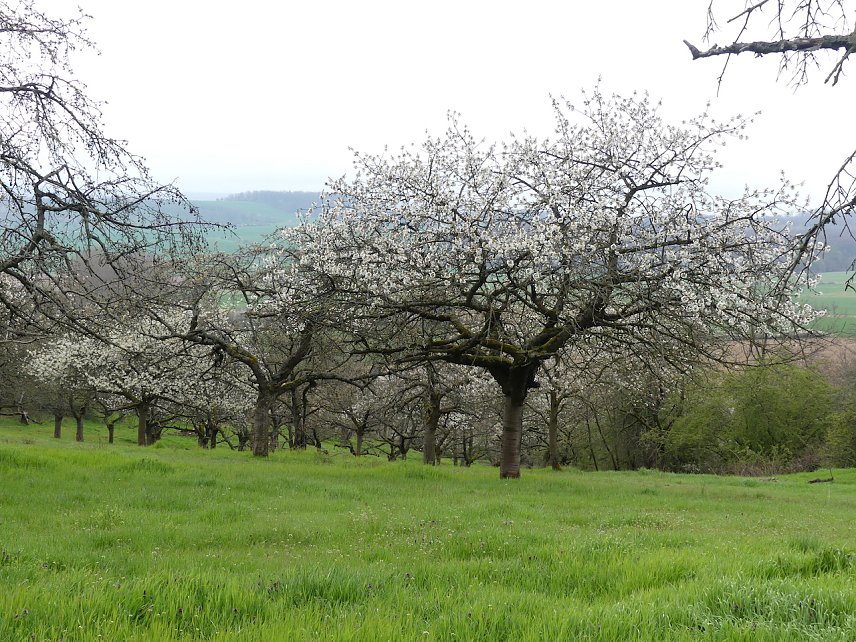 Bild: Die Streuobstwiese in Bendeleben