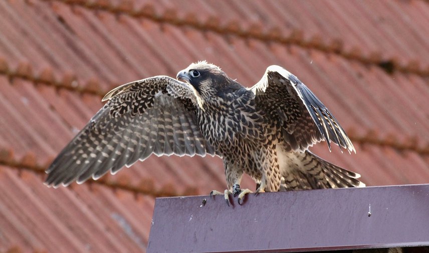 Bild: Erstmals in diesem Jahr br&uuml;tete ein Wanderfalkenpaar auf der Marktkirche in Bad Langensalza. Neben einem Taubenhaus erh&auml;lt die Stadt einen nat&uuml;rlichen Taubenj&auml;ger, wenn dieser Jungvogel selbst auf Jagd gehen.