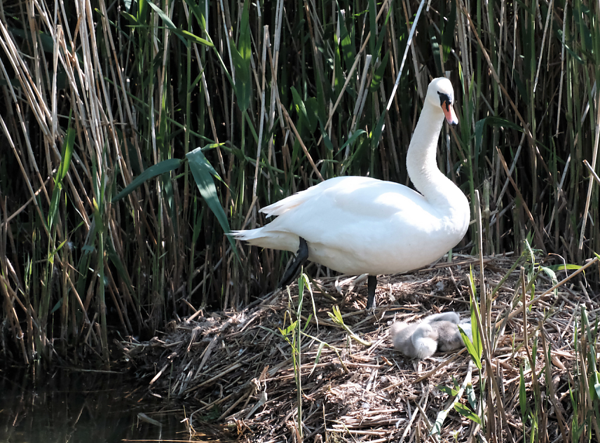 Bild: Noch ist der Nachwuchs im Nest