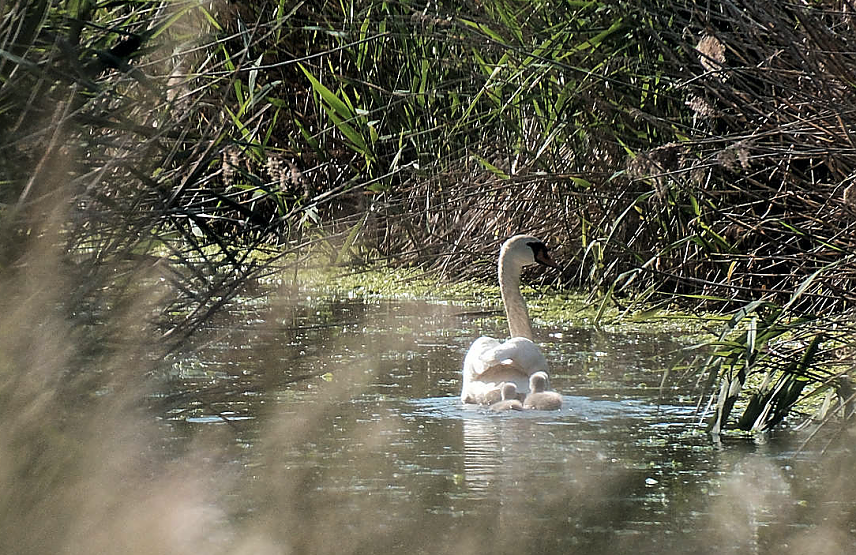 Bild: Kaum eine Stunde sp&auml;ter war die kleinen Schw&auml;ne schon im Wasser