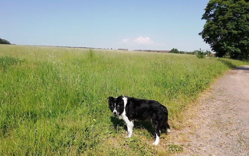 Bild: 20 Grad, viel Sonne und leichter Wind begr&uuml;&szlig;te heute Morgen unseren Harzer Wetterhund 