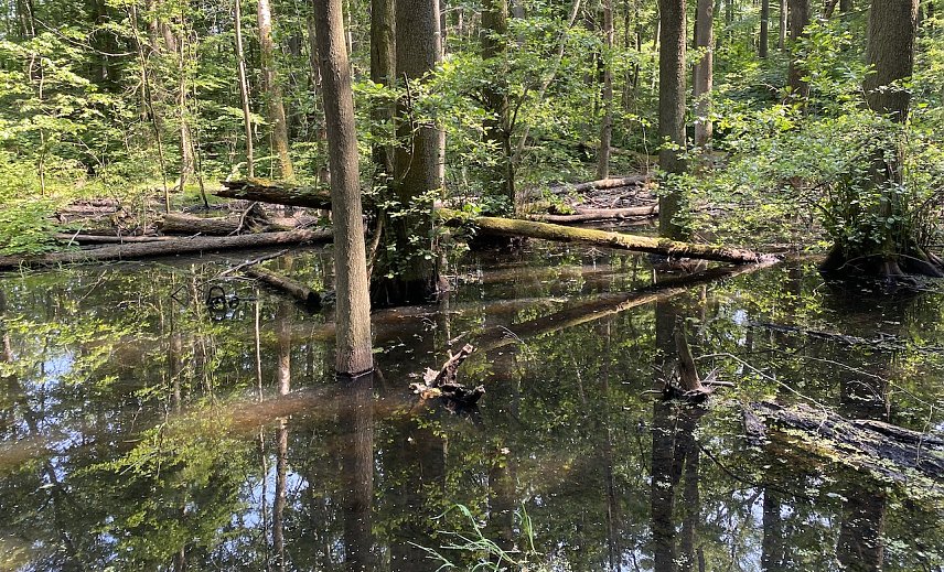 Bild: Im Nationalpark Hainich