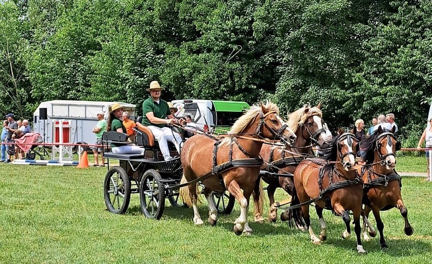 Bild: Stufenanspannungen bei der Ponyschau in W&uuml;flingerode