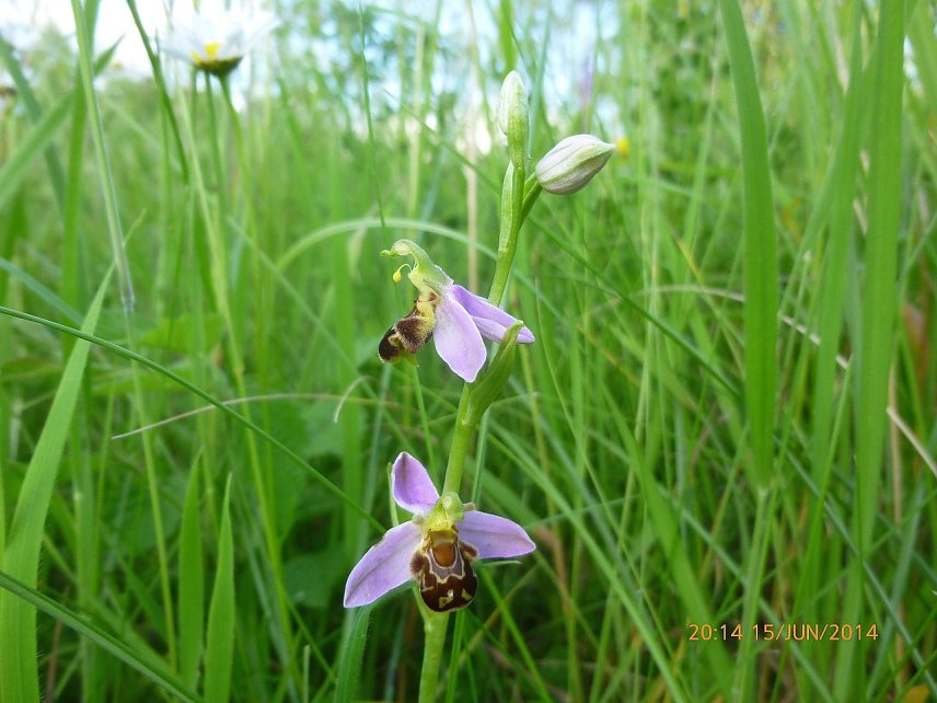 Bild: Die Orchidee Bienen-Ragwurz (Ophrys apifera) 