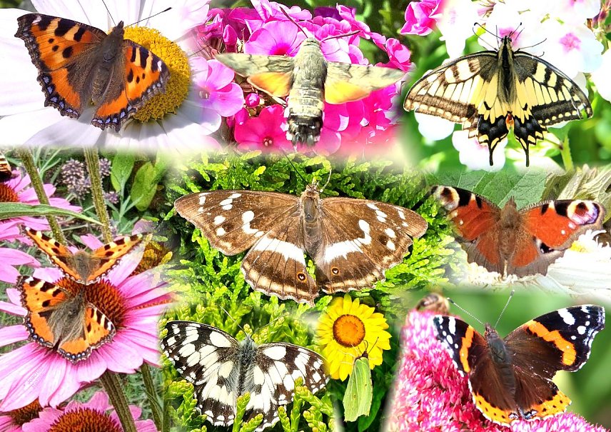 Bild: Schnappsch&uuml;sse zur Sch&ouml;nheit der Natur
