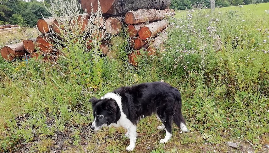 Bild: Bei 13 Grad, k&uuml;hlem Wind und regnerischem Wetter in Sophienhof fragt sich auch unser Wetterhund, was der Herbst im Juli zu suchen hat. 