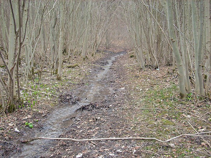 Bild: Wasser auf Wanderweg