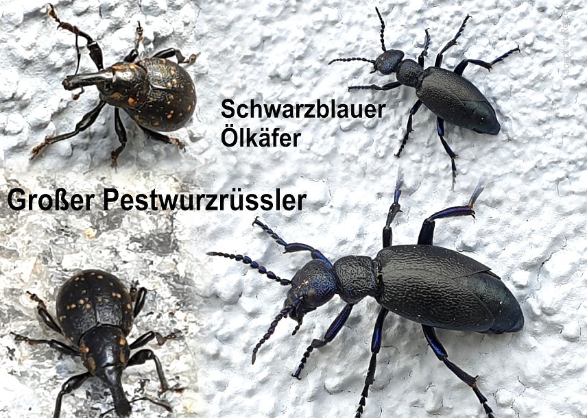 Bild: Collage der beschriebenen K&auml;fer