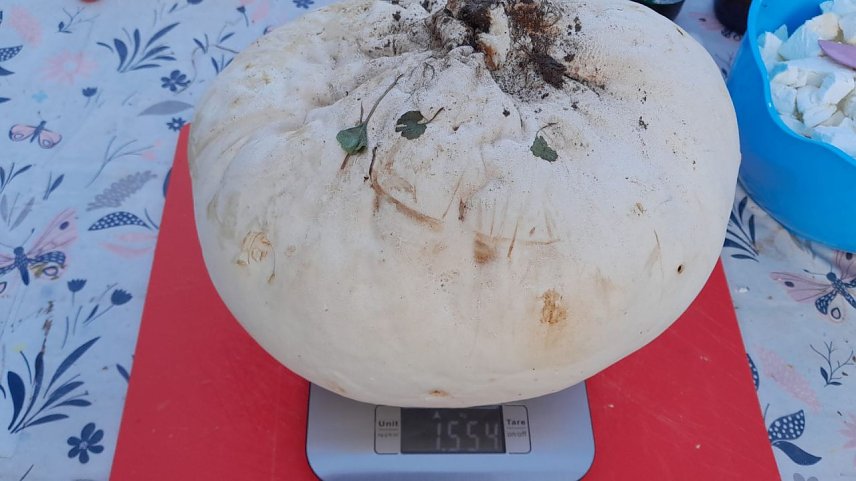 Bild: Gro&szlig; und entsprechend schwer - der Riesenbovist auf der Waage